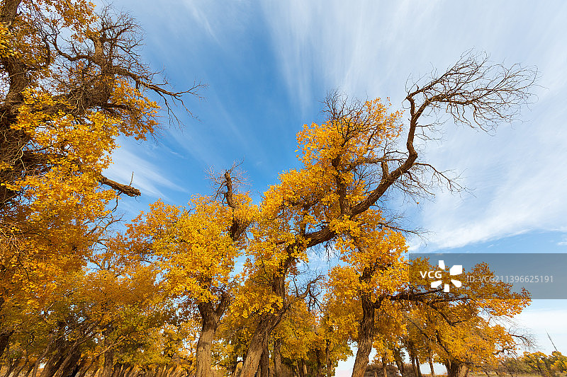 蓝天金胡杨图片素材