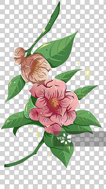 山茶花图片素材