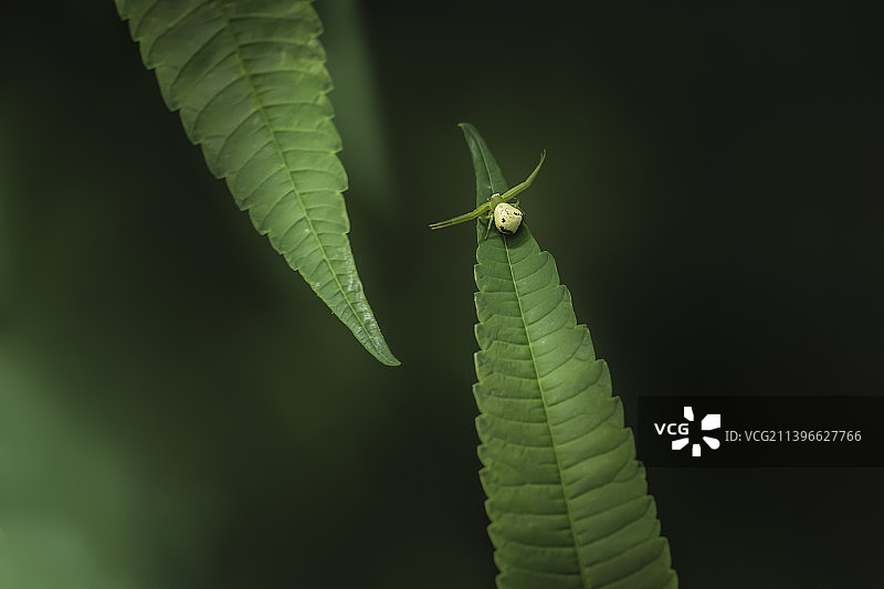 叶子上的蜘蛛图片素材