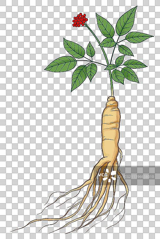 人参元素图片素材