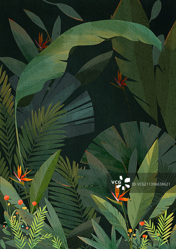 神秘的开着花的热带雨林图片素材