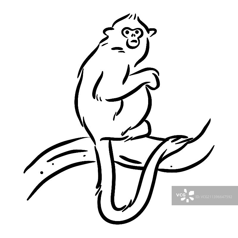 金狮面狨猴子线稿图片素材