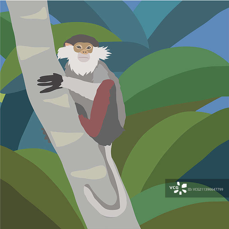 红腿白臀叶猴剪贴画图片素材