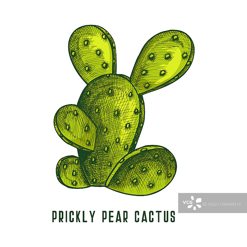 梨果仙人掌或仙人掌草图图片素材