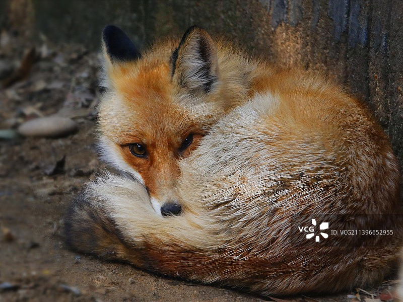 暗中观察图片素材