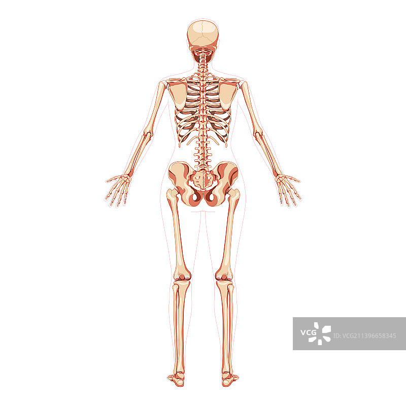 女性骨骼人体概念图片素材