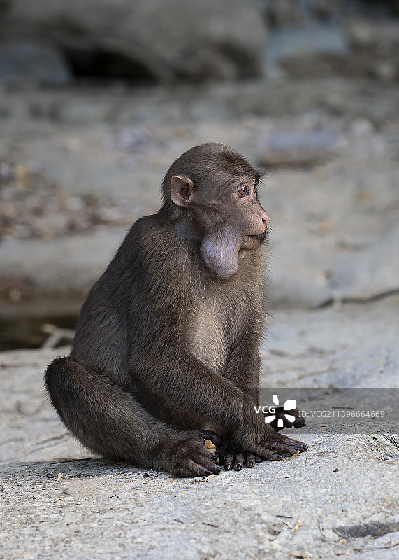 藏酋猴（武夷山）图片素材