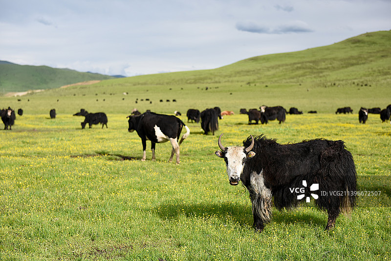 四川红原草原风光图片素材