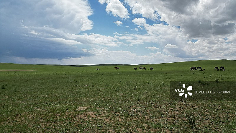 太仆寺旗，草原风景照，牛，羊，图片素材