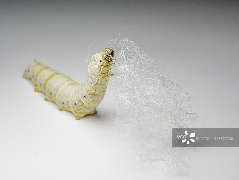 蚕宝宝吐丝图片素材