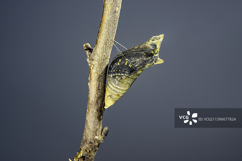 蝴蝶茧柑橘凤蝶图片素材