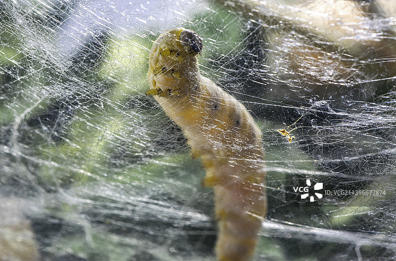 蚕丝吐丝桑蚕图片素材