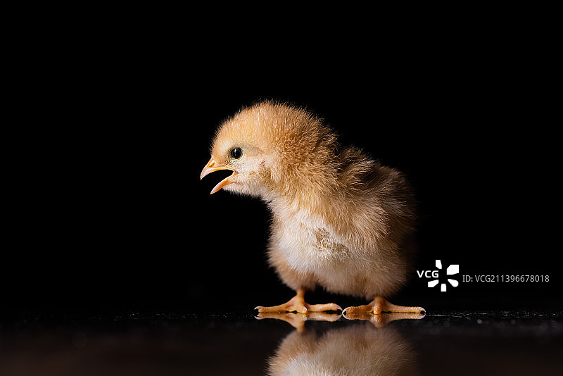 一只黄色的毛茸茸的小雏鸡图片素材
