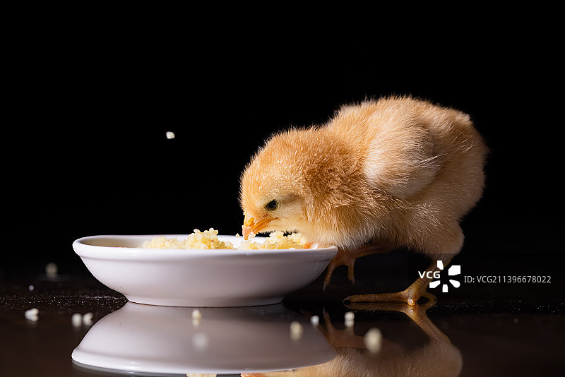 一只黄色的毛茸茸的小雏鸡图片素材