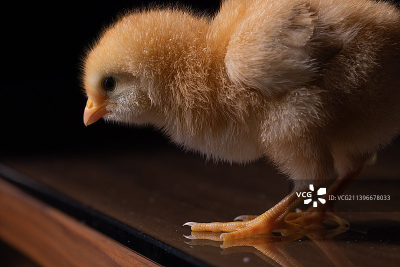 一只黄色的毛茸茸的小雏鸡图片素材