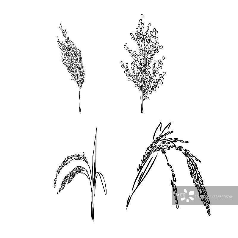 手绘黑白稻穗草图图片素材