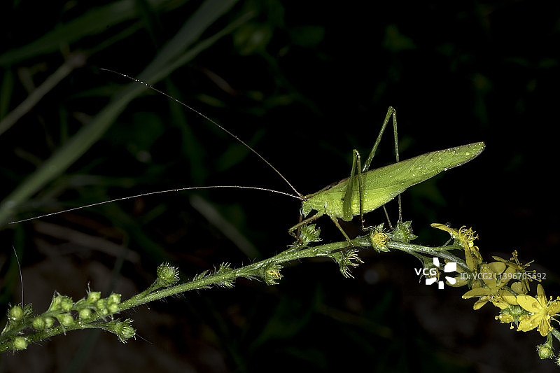 纺织娘图片素材