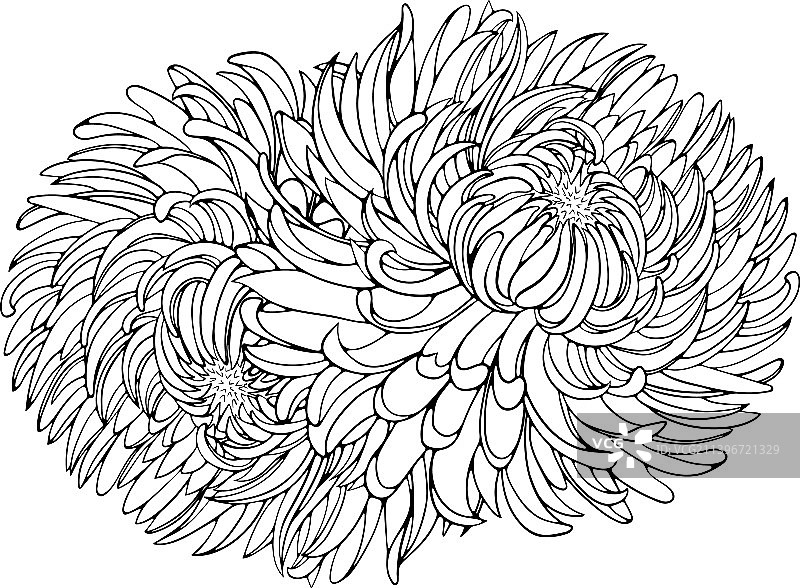 菊花线条艺术图片素材