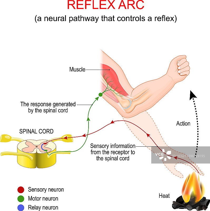 反射弧神经通路控制反射图片素材