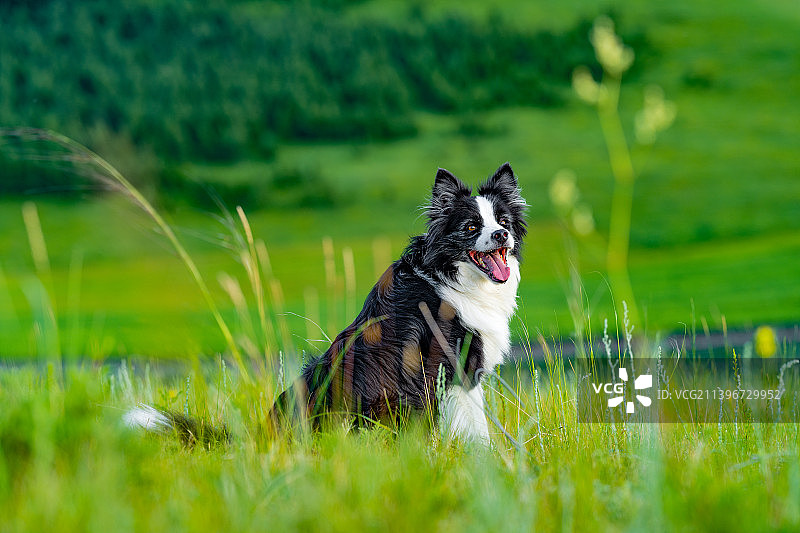 边境牧羊犬图片素材