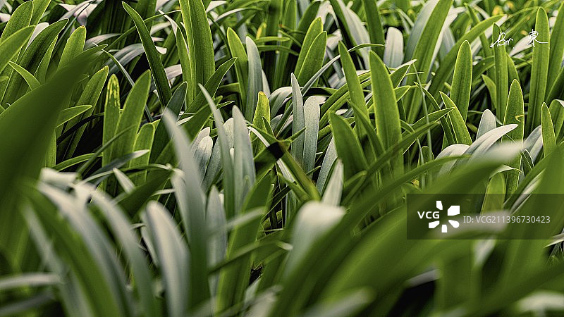 绿草丛图片素材