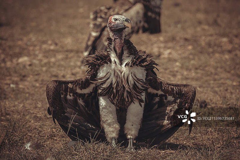 肉垂秃鹫正面图片素材