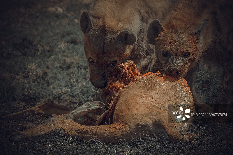 豺狗猎食图片素材