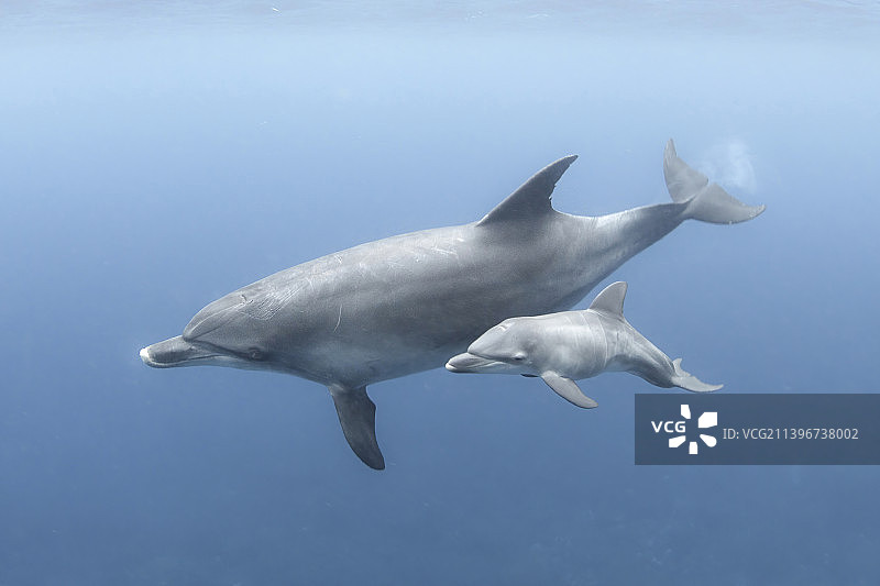 两只宽吻海豚 亲子并排图片素材