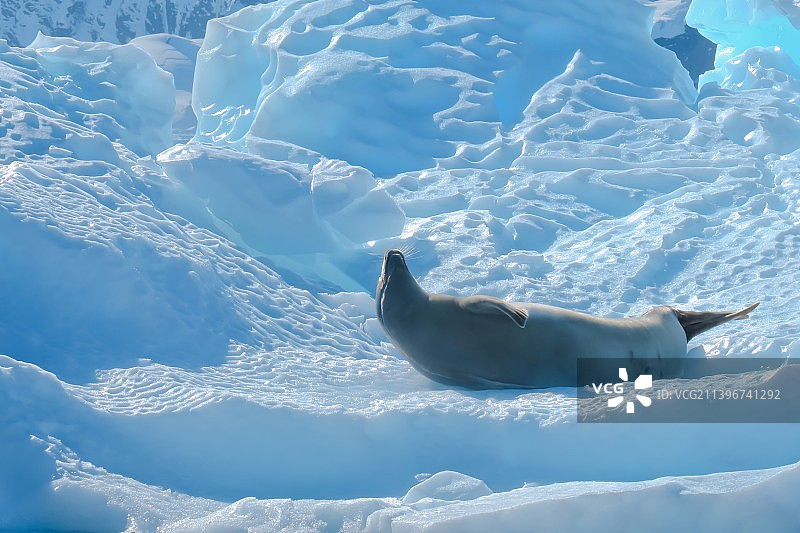 南极，夏日，食蟹海豹喜欢在浮冰上享受阳光，以便养足精神夜间捕食图片素材