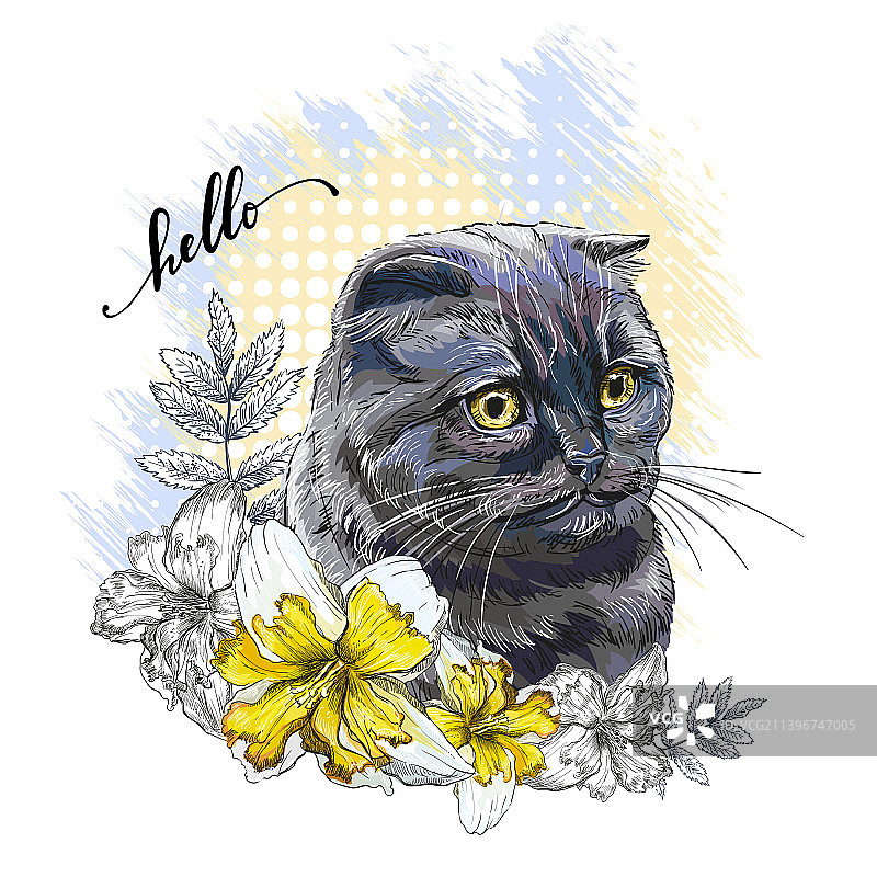苏格兰折耳猫与水仙花图片素材