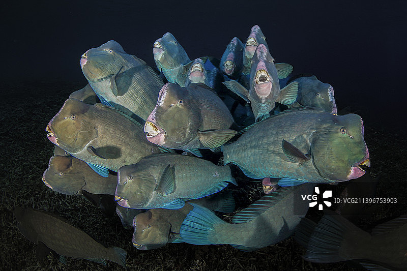 一群苏眉鱼图片素材