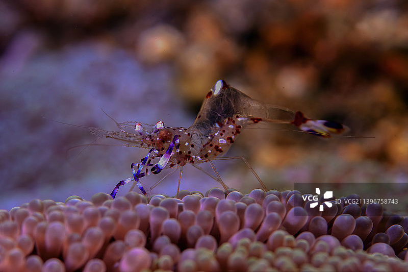 海底 透明的清洁虾 珊瑚图片素材