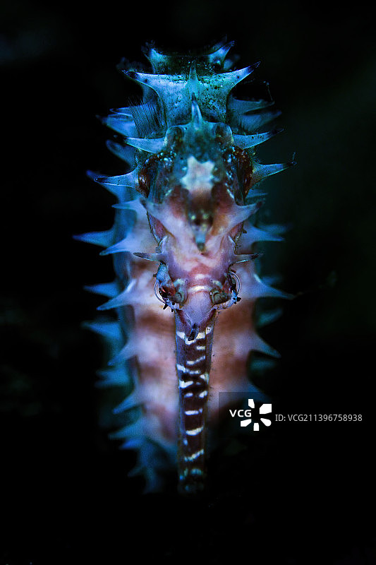 海马 蓝色 海底 正面特写图片素材