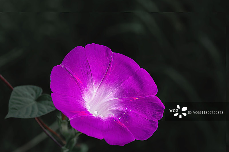 牵牛花（03）图片素材