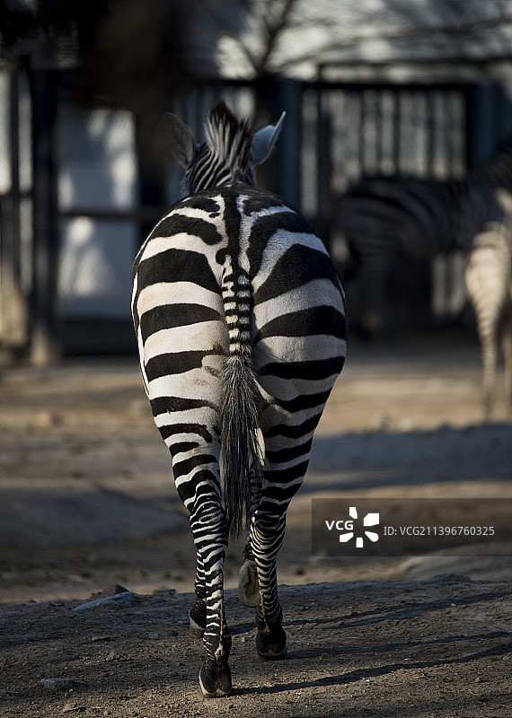一匹斑马背影图图片素材