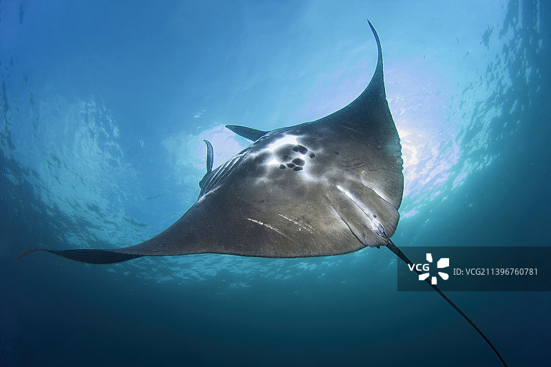 蝠鲼 海底游动图片素材