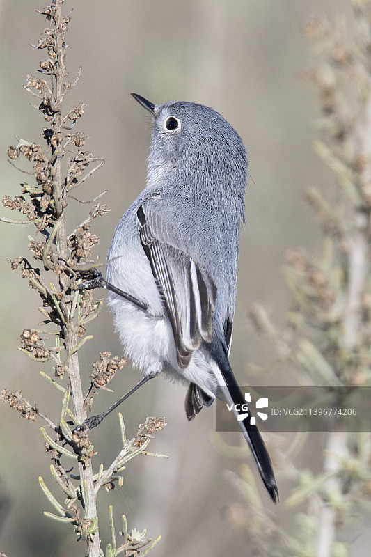 蓝灰蚋捕鸟图片素材
