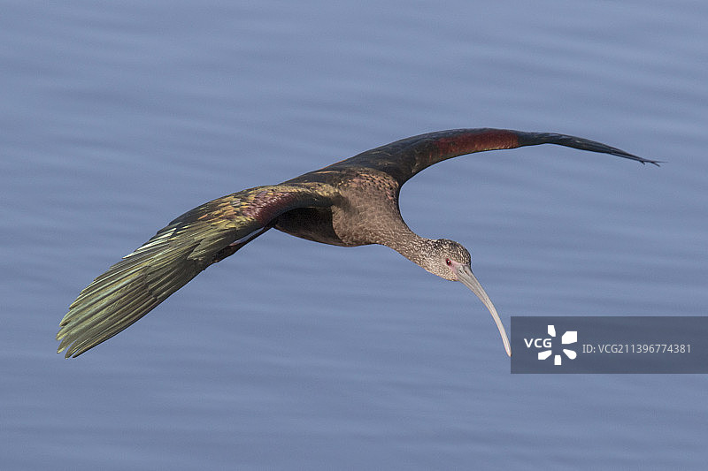飞翔的白脸彩鹮图片素材