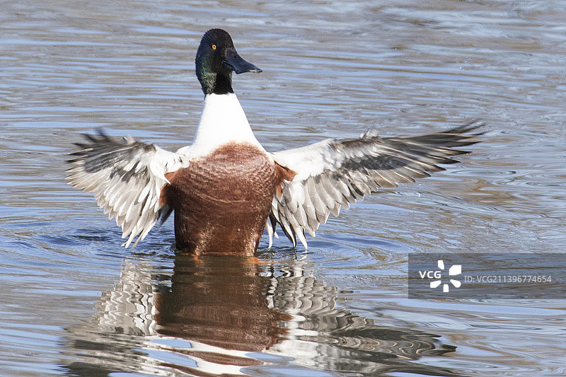 雄性琵琶鸭拍打翅膀图片素材