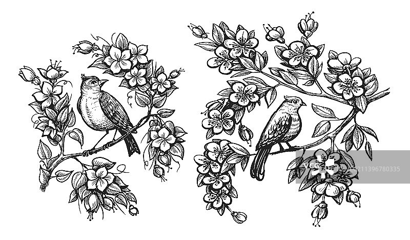 手绘树枝上的夜莺图片素材