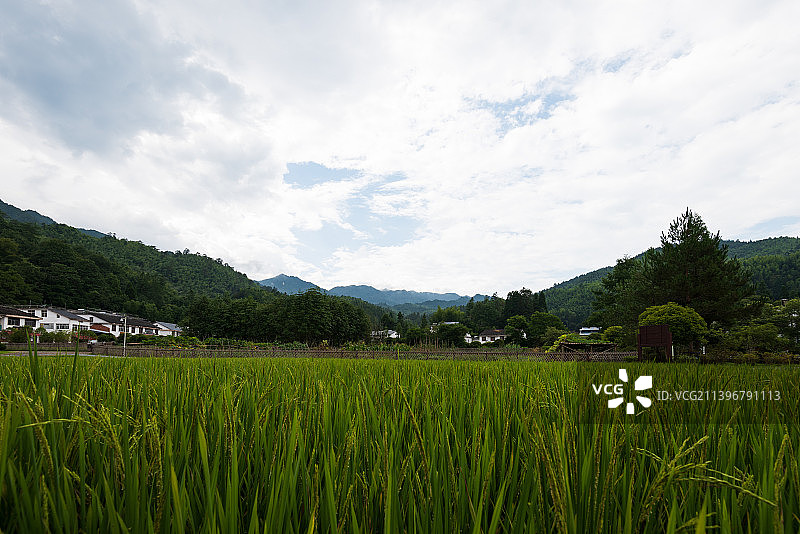 井冈山 大井 毛泽东故居 屋后风景图片素材
