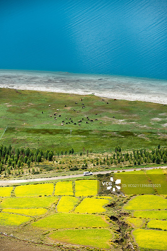 羊湖畔的牛群图片素材