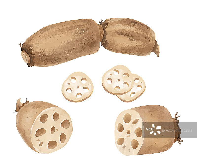 完整莲藕与切片莲藕插画图片素材