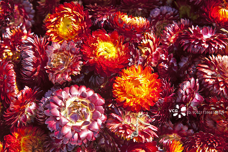 风干的七彩菊花图片素材