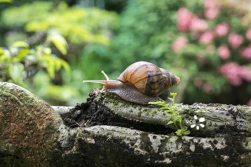 越南，树上爬行的蜗牛微距照片图片素材