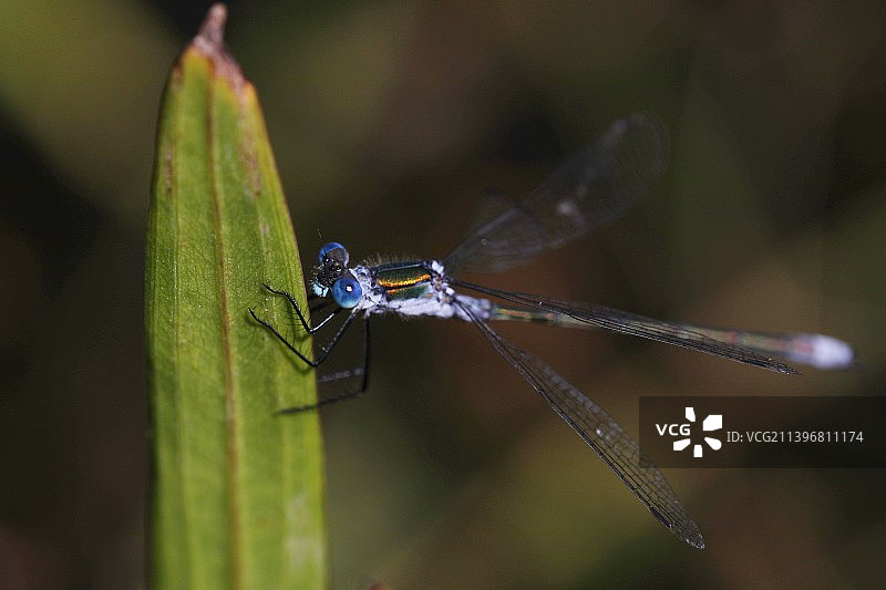 叶子上的豆娘特写图片素材