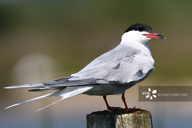 燕鸥栖息在木桩上的特写，英国莱明顿图片素材