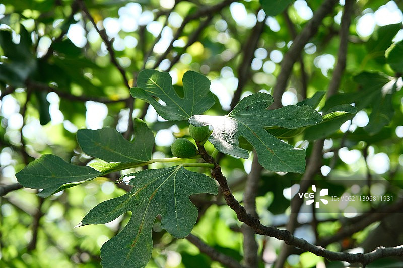 树上生长的水果仰视图片素材