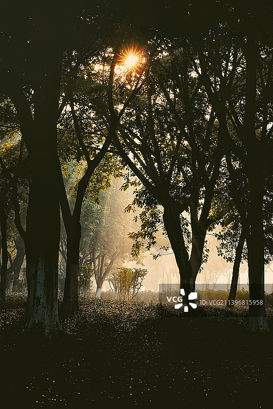 树林里的光图片素材