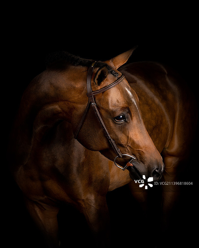 黑色背景下的纯种赛马驹侧面视角图片素材